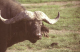 buffalo 1_edited