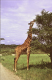 giraffe 1_edited