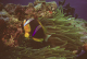 anenomefish 2_edited
