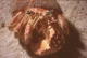 hermit crab 1_edited
