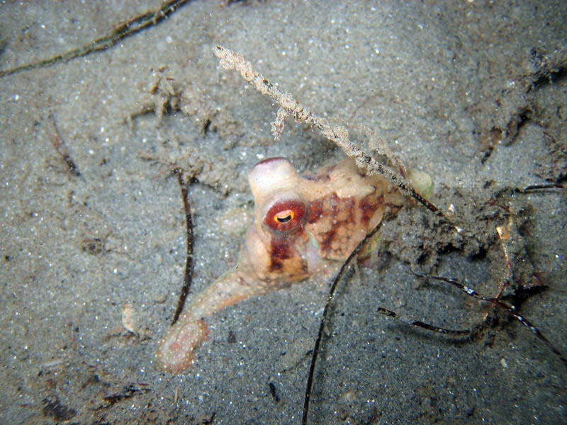 2009-08-15RedondoBeach-39