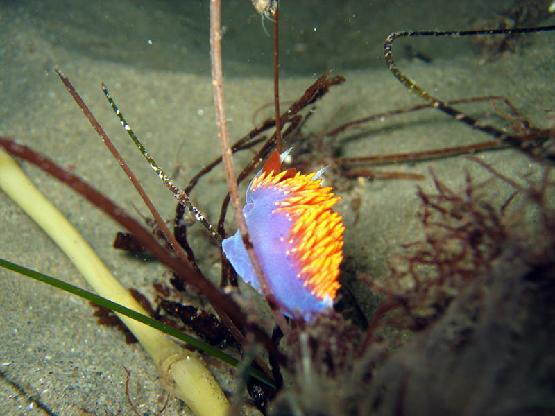 2009-08-15RedondoBeach-50