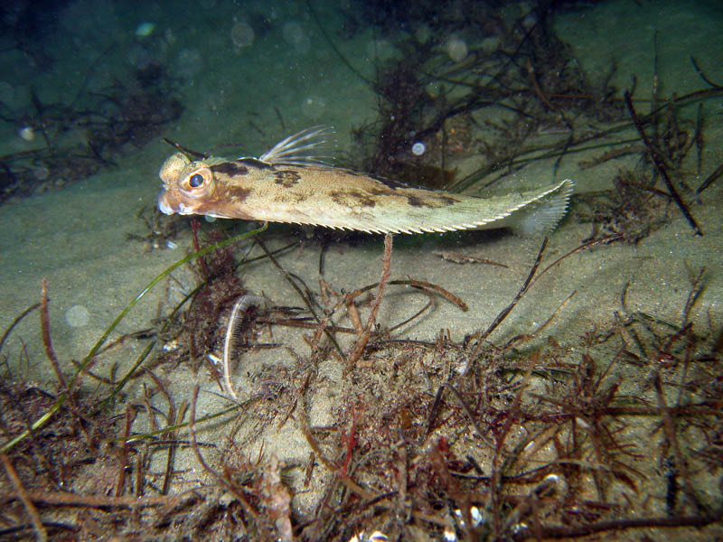 2009-08-15RedondoBeach-61