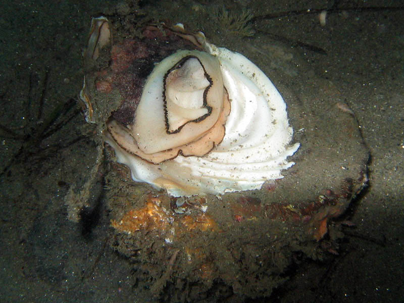 2009-11-26 Redondo Beach-Thanksgiving Dive 011 800x600