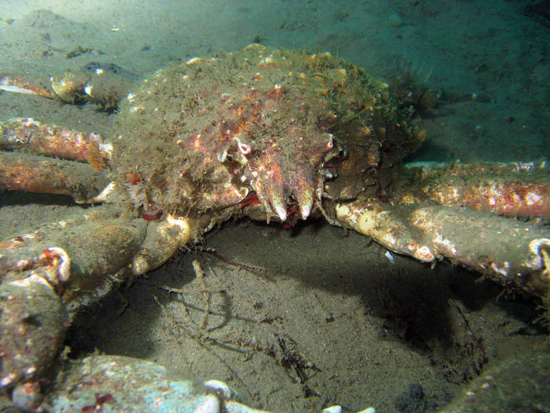 2009-11-26 Redondo Beach-Thanksgiving Dive 022 800x600