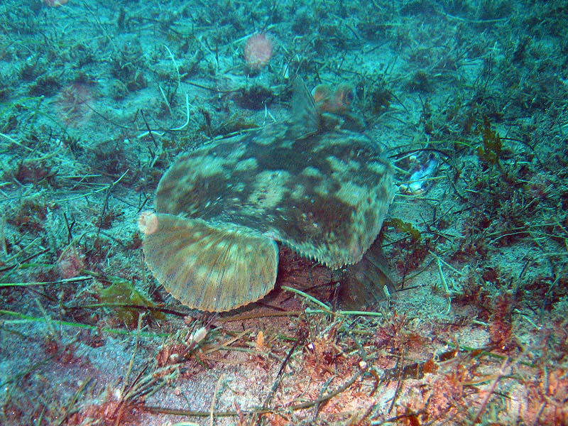 2009-11-26 Redondo Beach-Thanksgiving Dive 030 800x600