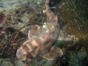 2009-11-26 Redondo Beach-Thanksgiving Dive 029 800x600