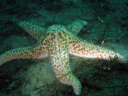 2009-11-26 Redondo Beach-Thanksgiving Dive 031 800x600