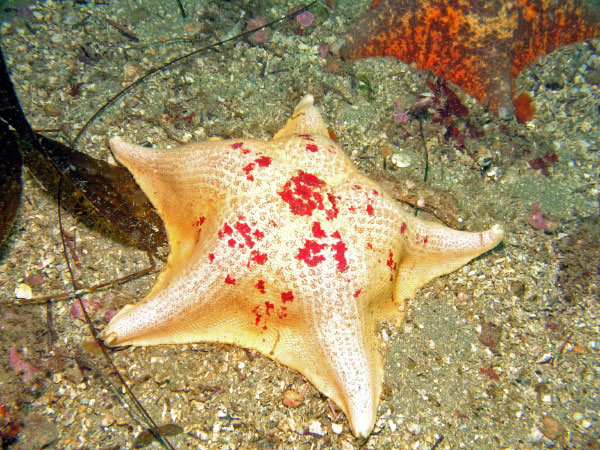 Anacapa-Santa Cruz 080-1_edited