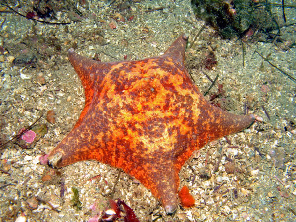 Anacapa-Santa Cruz 081-1_edited