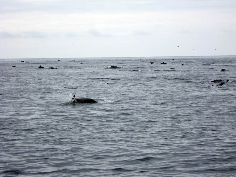 Catalina2009-03-21158