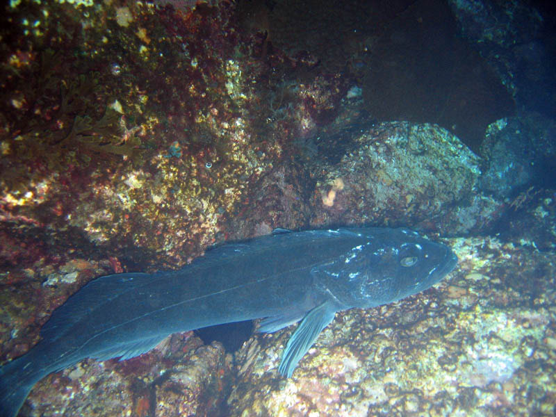 Catalina2009-03-2176