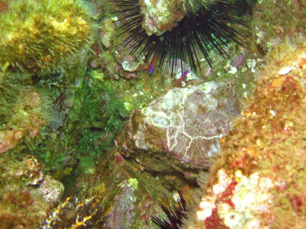 Easter Egg Dive 129_edited