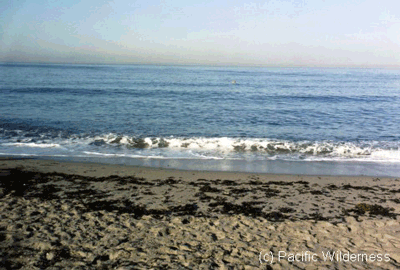 Beach-Entry-Close.gif (62223 bytes)