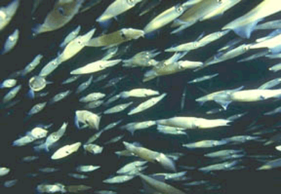 redondo-squid.gif (72872 bytes)