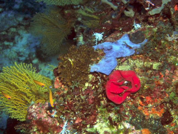 Fun color_edited