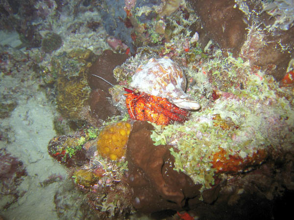 Hermit crab_edited