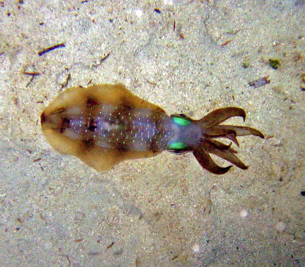 Squid_edited