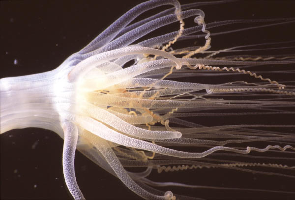 anenome 1_edited