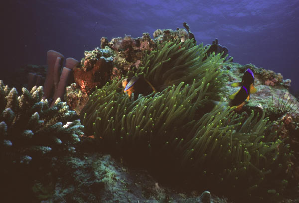 anenomefish 1_edited