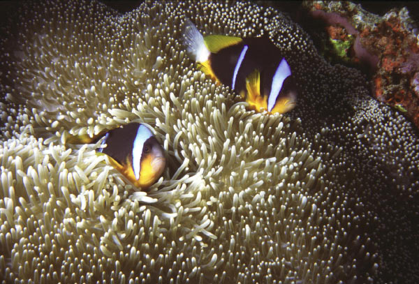 anenomefish 3_edited