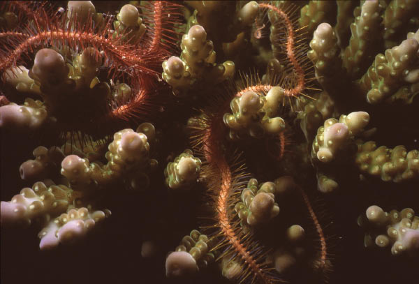 brittlestar 1_edited