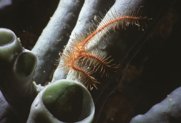 brittlestar 3_edited
