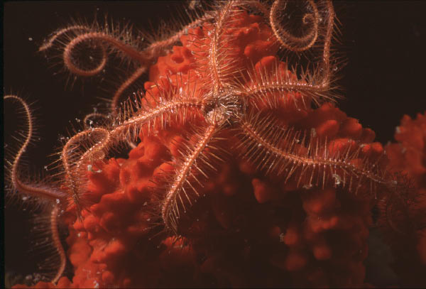 brittlestar 4_edited