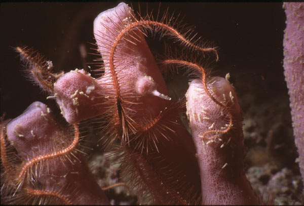 brittlestar 5_edited