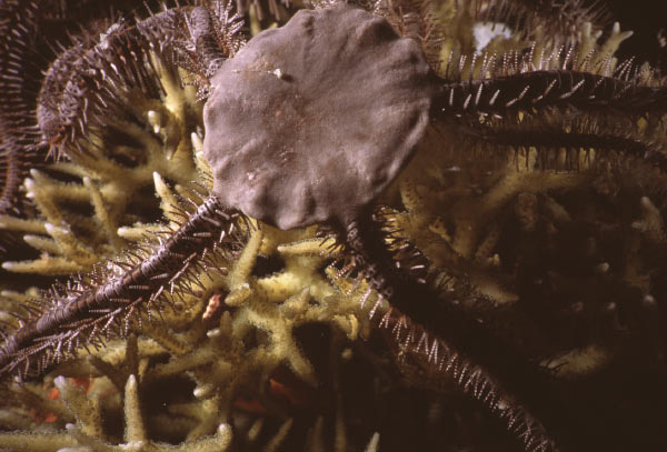 brittlestar 6_edited