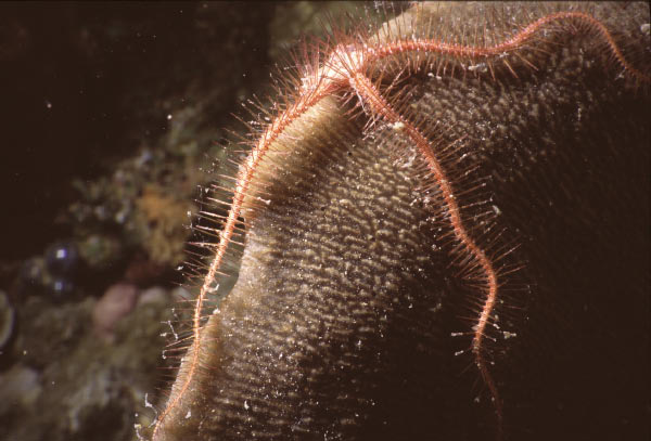 brittlestar 7_edited