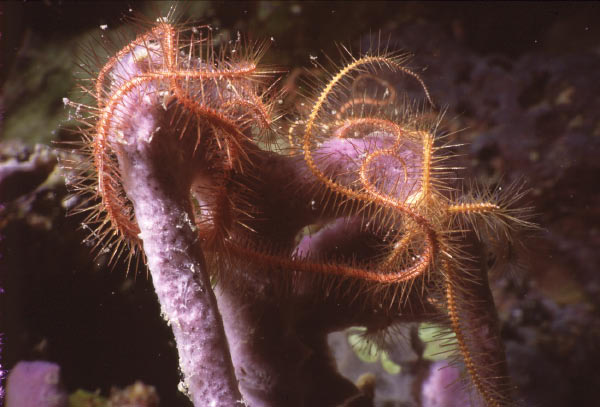 brittlestar 8_edited