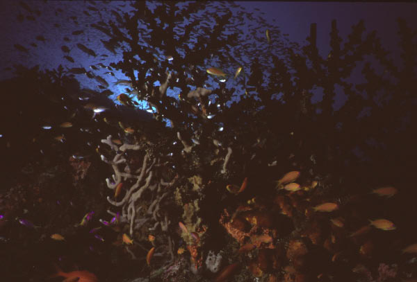 coral 1_edited