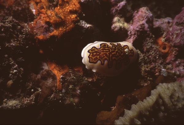 nudibranch 1_edited