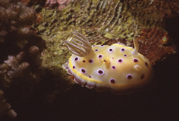 nudibranch 2_edited