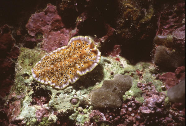 nudibranch 3_edited