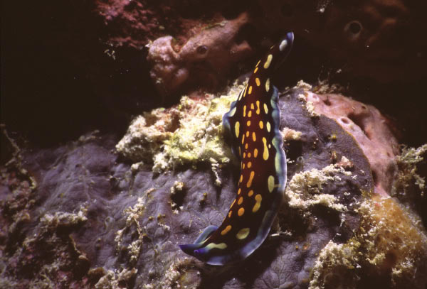 nudibranch 4_edited