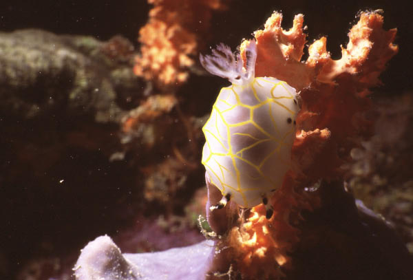 nudibranch 6_edited