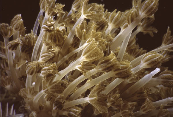 soft coral 1_edited