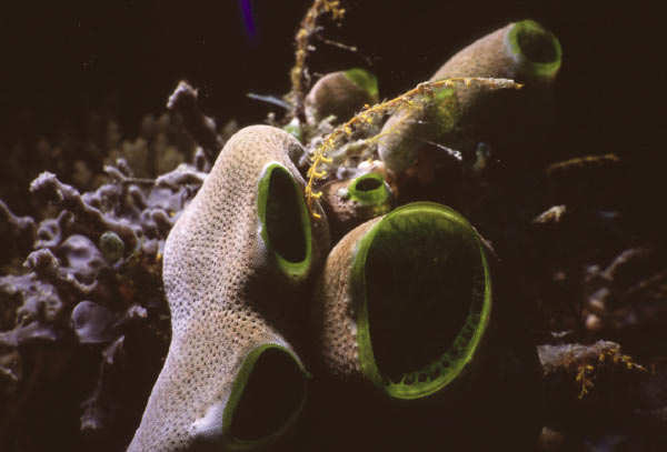 sponge_edited