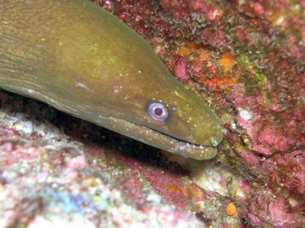 El Bajo 29 Green Moray