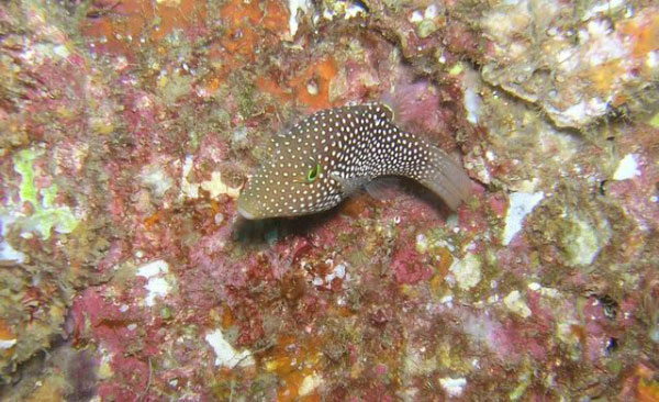 La Reinita 05 Sharpnose Puffer