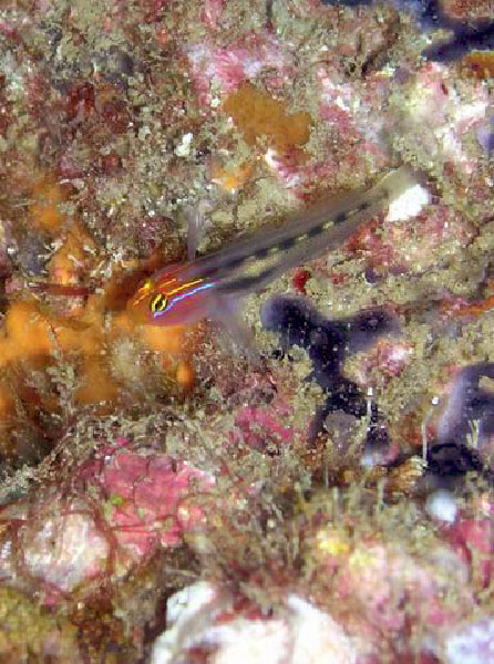 La Reinita 15 Red Head Goby