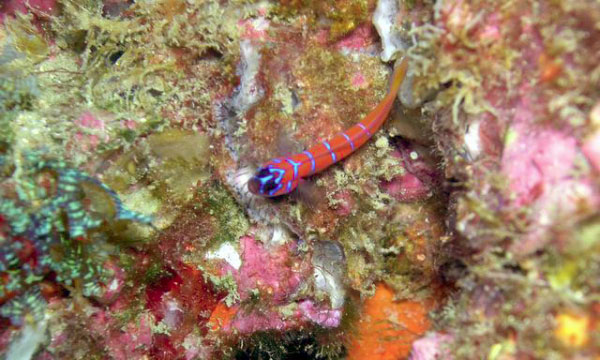 La Reinita 16 Blue Banded Goby