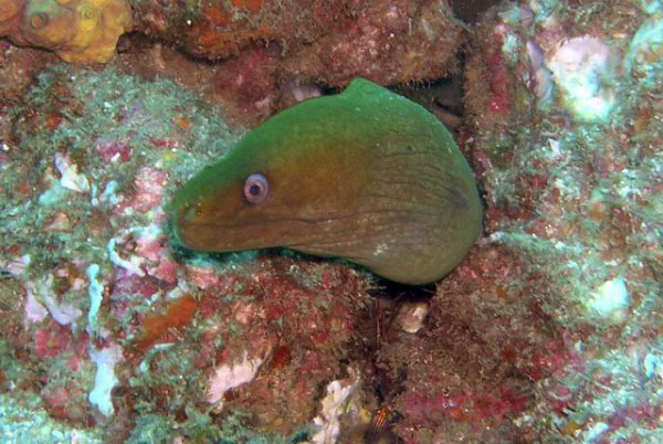 La Reinita 19 Green moray