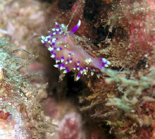 La Reinita 47 Nudi ID needed