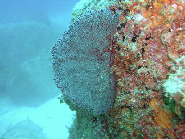 Punta Lobos 01 Gorgonian