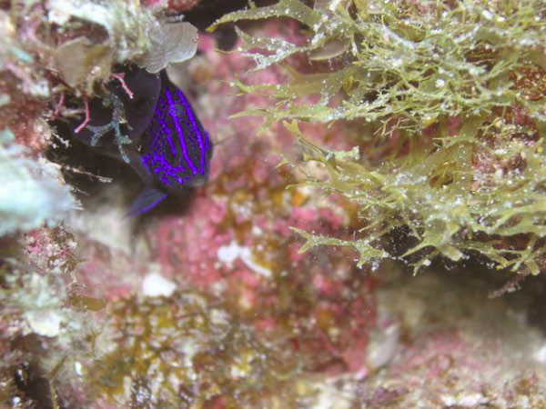 Punta Lobos 30 Cortez Damselfish