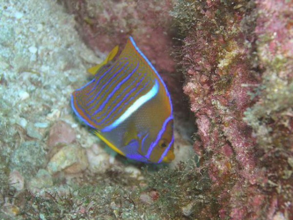 Punta Lobos 31 juv. King Angelfish