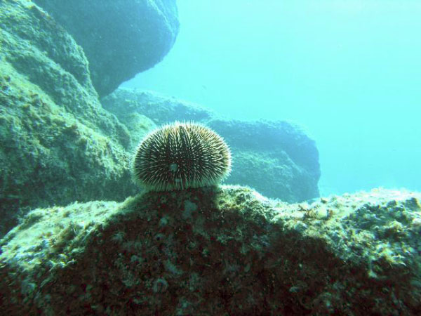 Punta Lobos 52 Brown Urchin